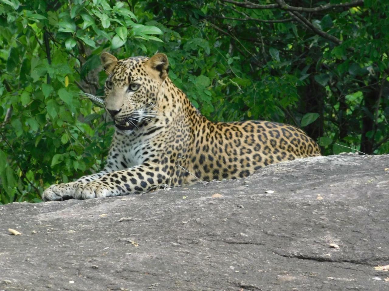 Galapita Eco Lodge Buttala 外观 照片