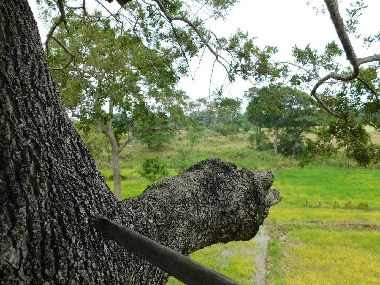 Galapita Eco Lodge Buttala 外观 照片